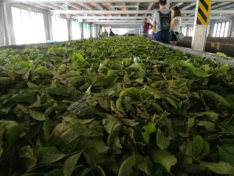 Photos of tea leaves at the Bluefield Tea Gardens factory At the Bluefield Tea Gardens factory