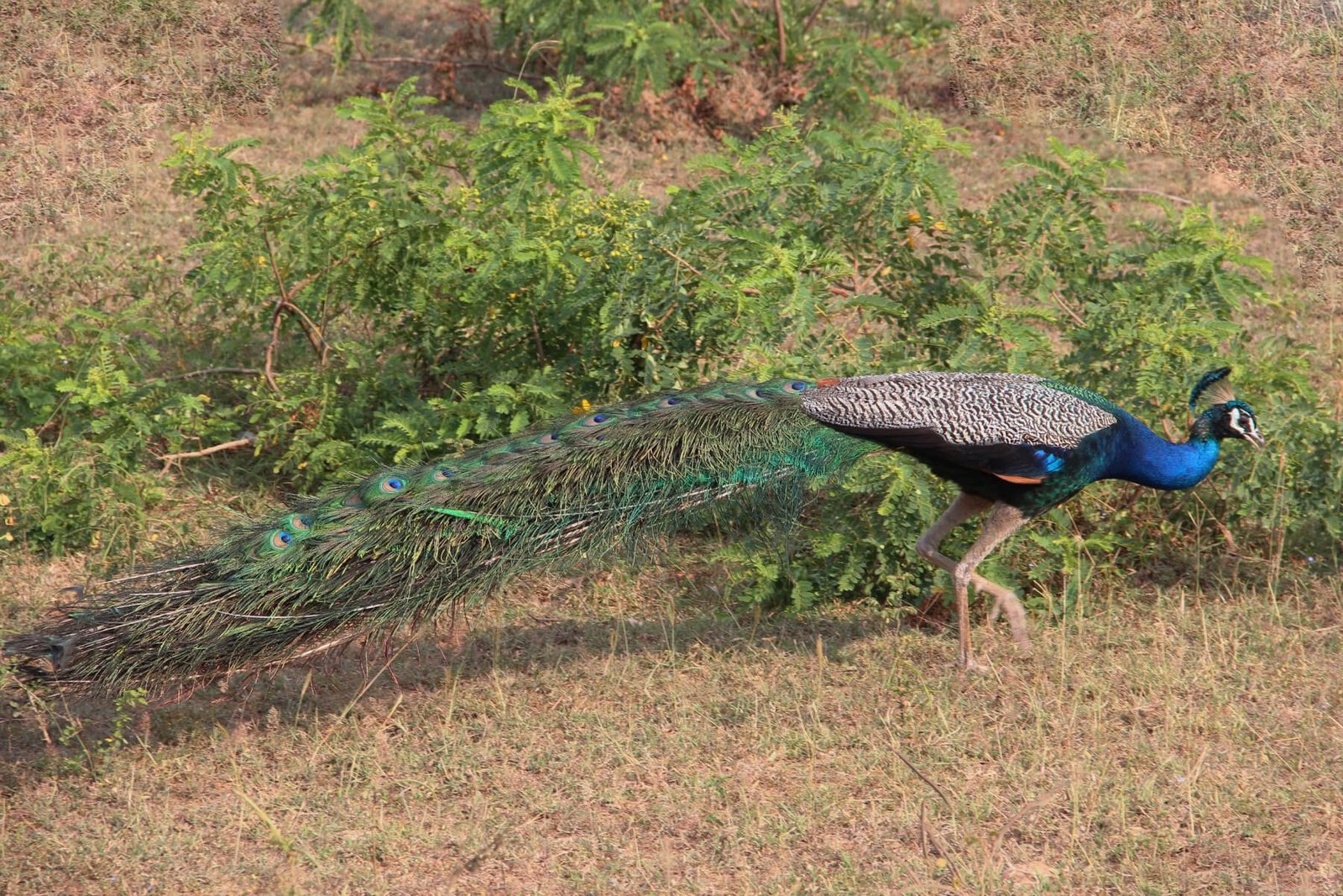 Photo of a peacock during a jungle safari Jungle Safari