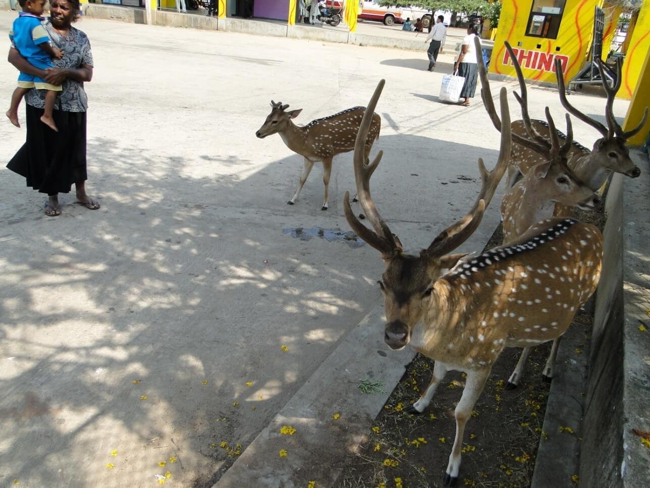 Photo of deer near Trincomalee bus station Deer near the bus station