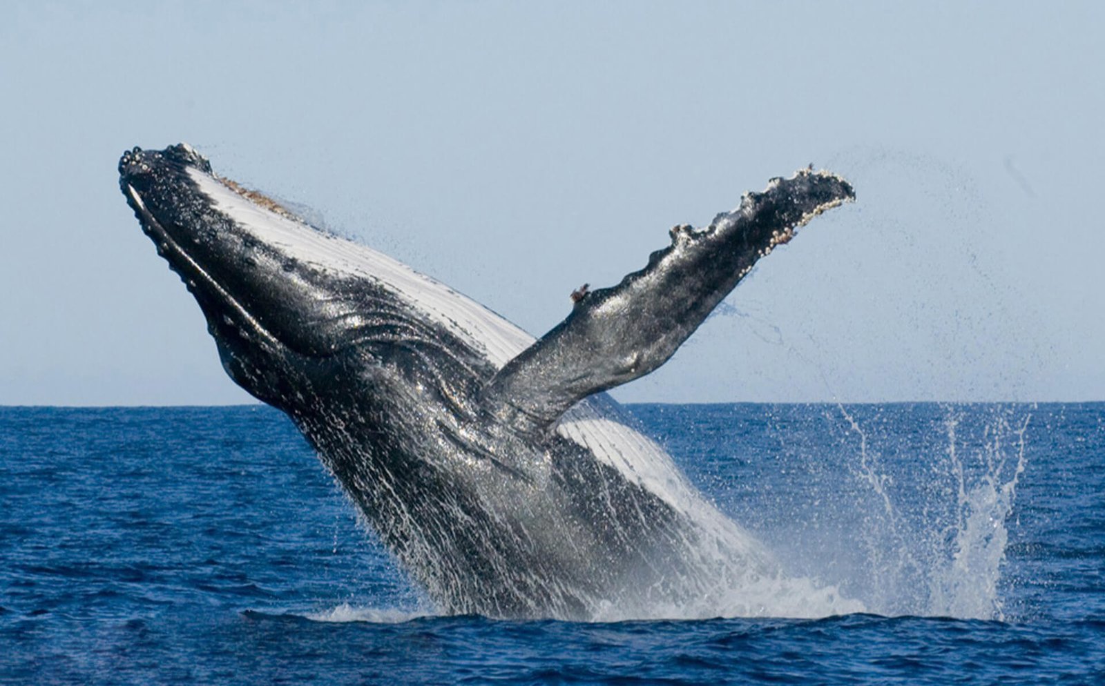 Photo of a whale in Sri Lanka Whale watching