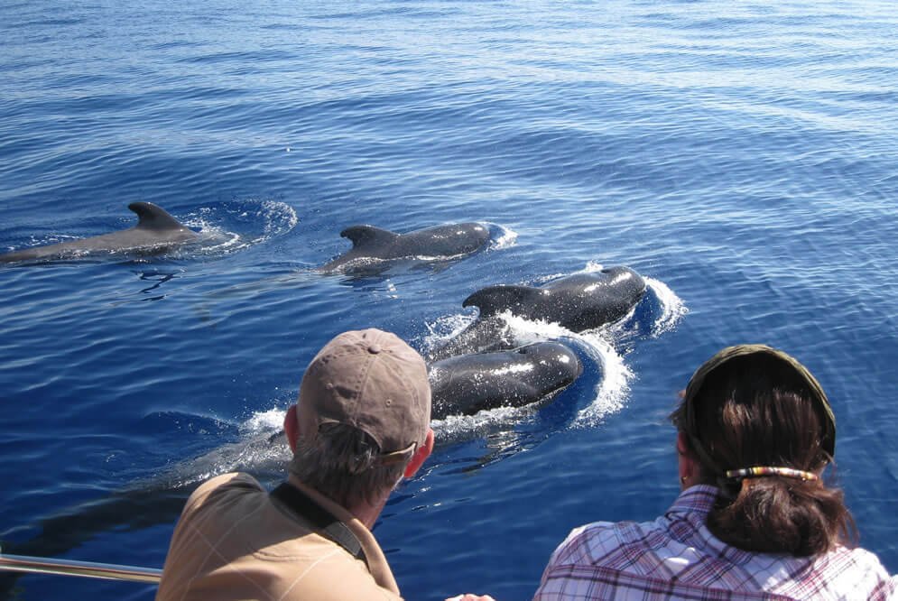 Photo of dolphins near the boat Dolphin Watching Tour