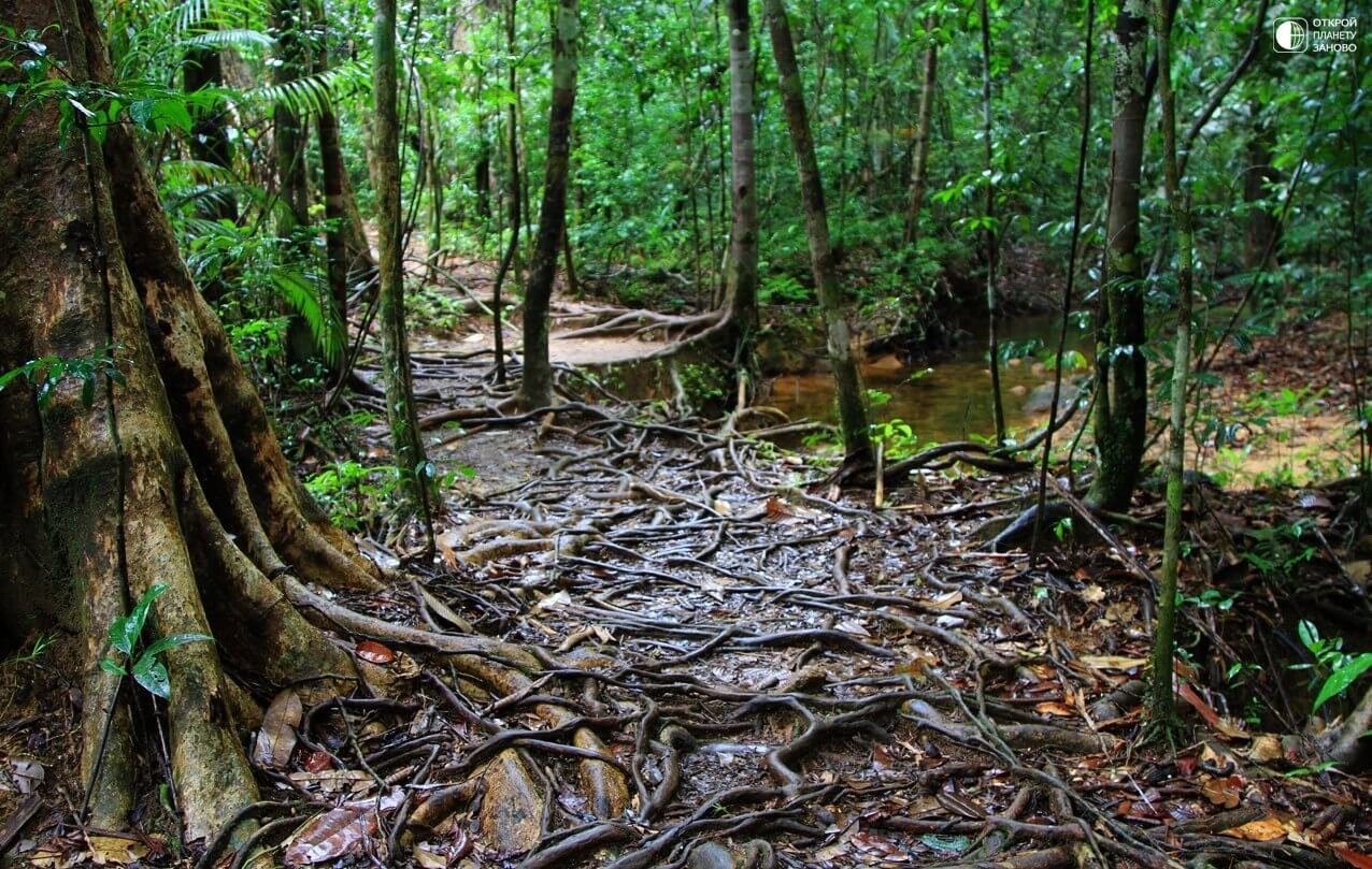 Photo of Kottava rain forest Kottava Forest
