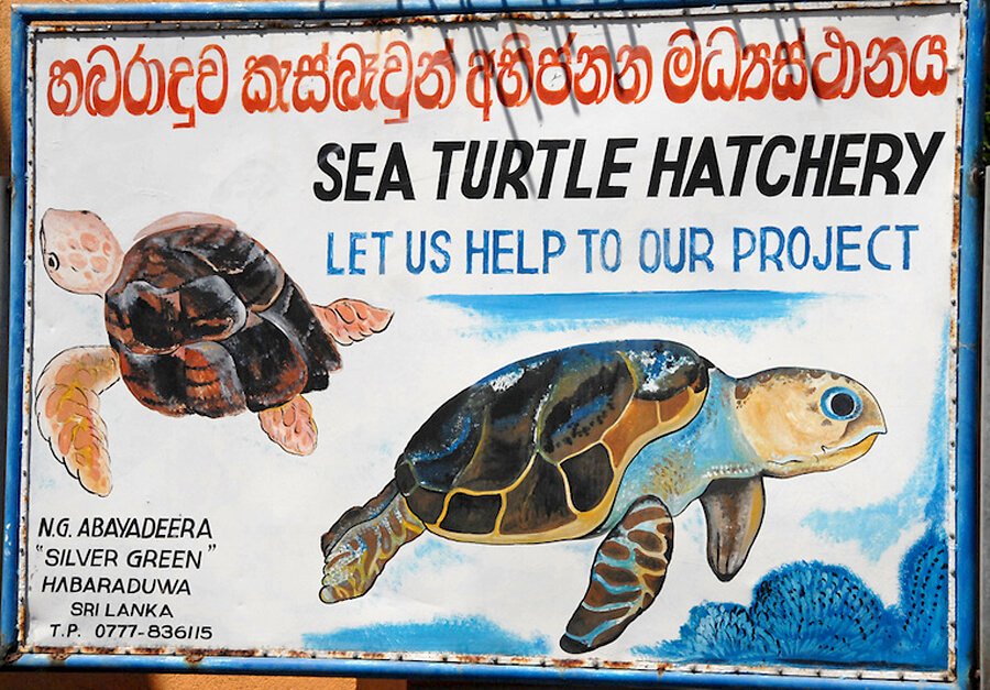 Photo of the turtle farm sign in the settlement of Habaraduva Turtle Farm sign