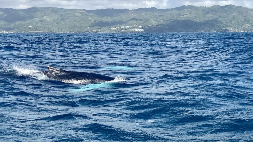 whales in the dominican republic