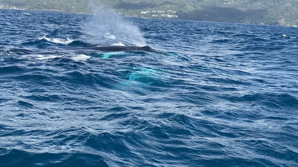 humpback whale in samana bay, dominican republic