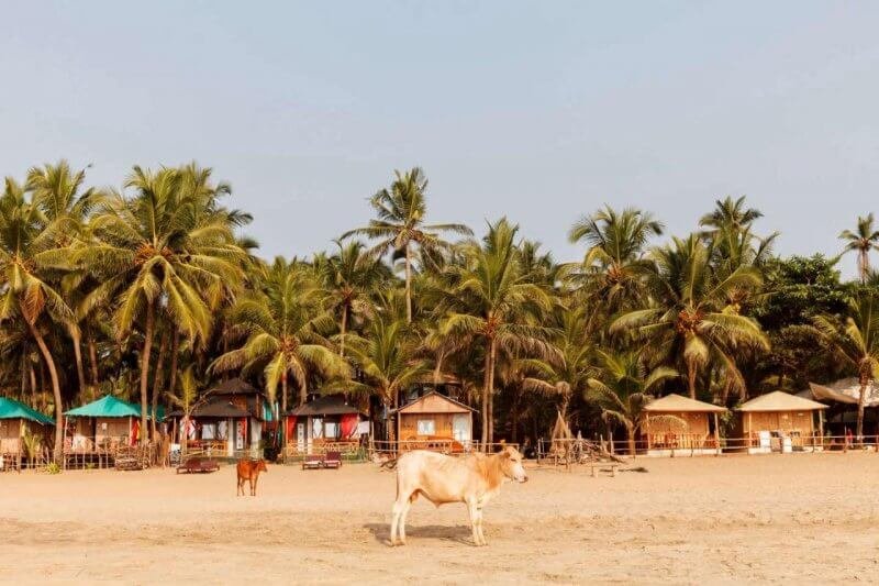 Cow on Agonda beach