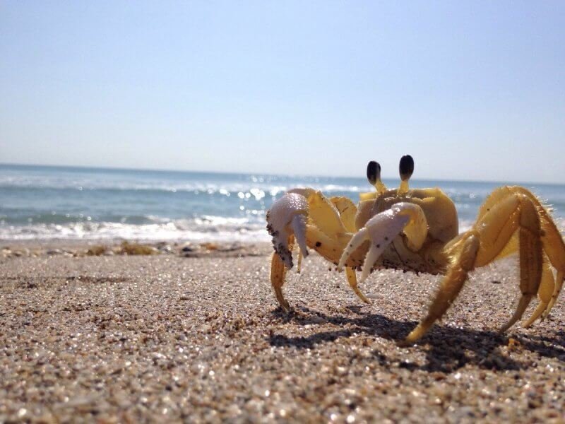 Crabs in Benaulim