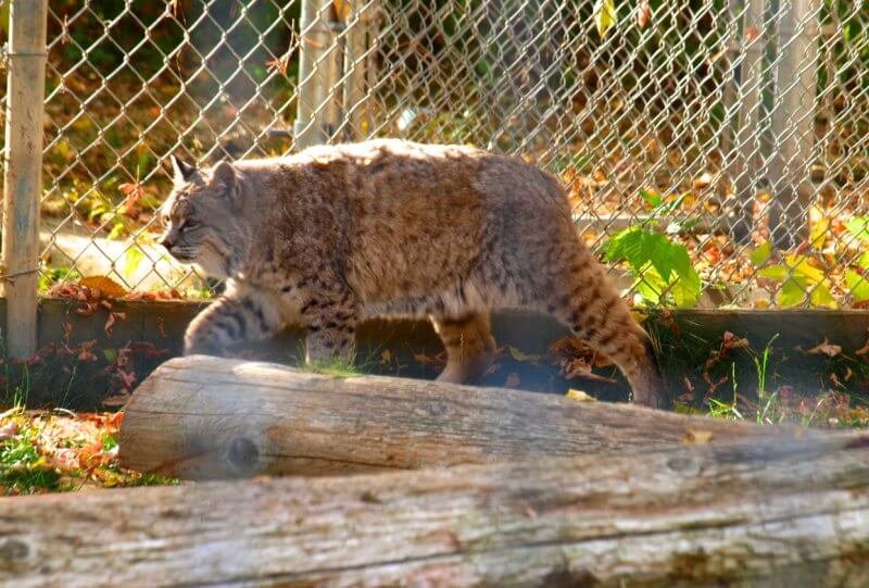 Saskatoon Forestry Farm Park & Zoo Saskatoon Forest Farm Park