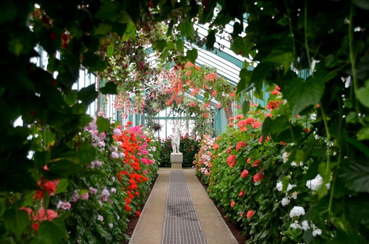 Blooming flowers in the Laken greenhouse complex In the greenhouse complex