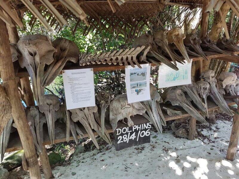 Skeletons of dolphins that died in Zanzibar in 2006