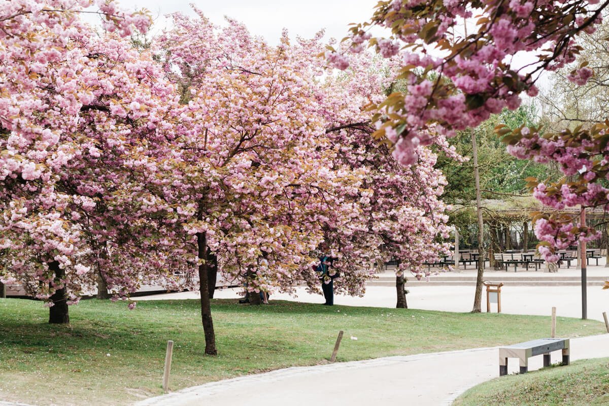 Cherry blossoms in the Japanese garden in Hasselt Cherry blossoms