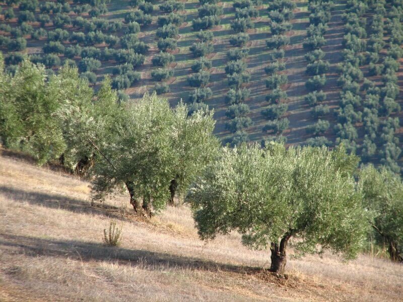 Olive groves in Spain Olive groves