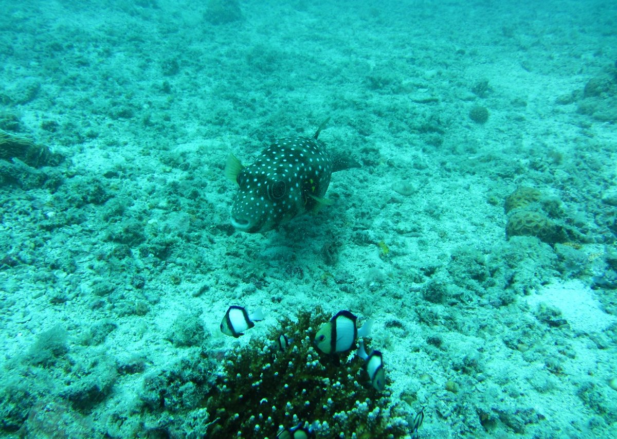 Photos of fish during diving in Kendwa Gyeongwa Diving Experience