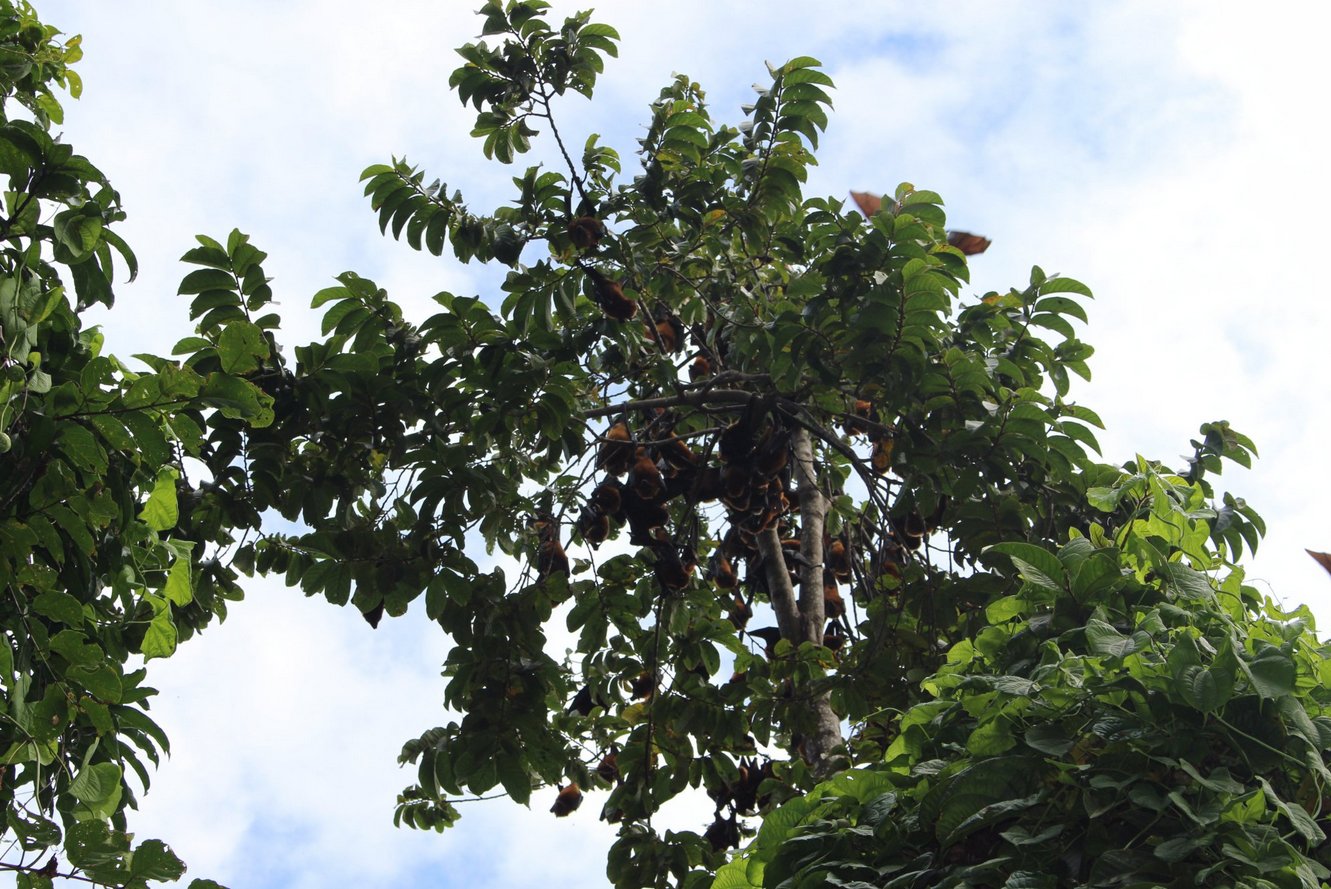 Flying foxes in tropical trees You can meet flying foxes