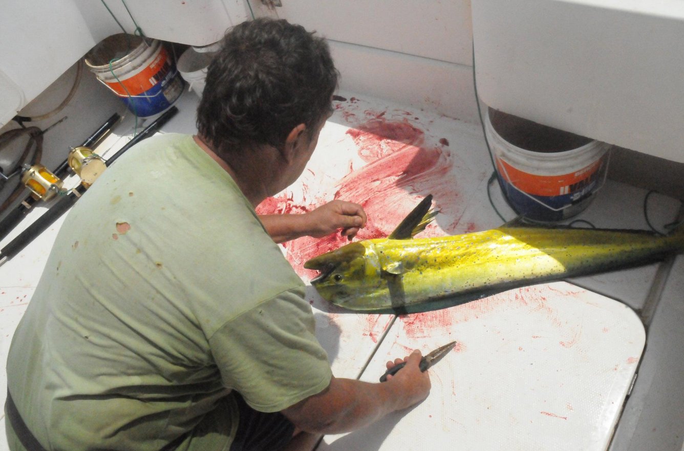 Photo of an exotic fish caught while fishing near Pemba Island The period from September to March is a good time for fishing