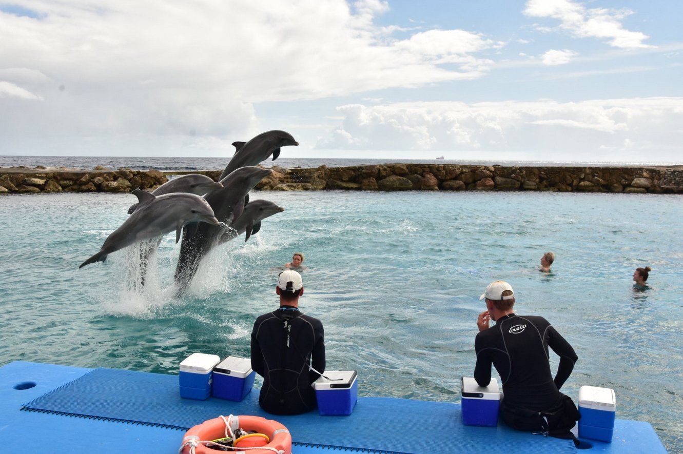 Photo of dolphins jumping at the Dolphin Academy Dolphin Academy