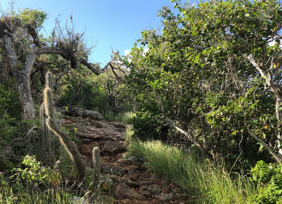 Climbing Mount Christopher Mount Christopher Trail
