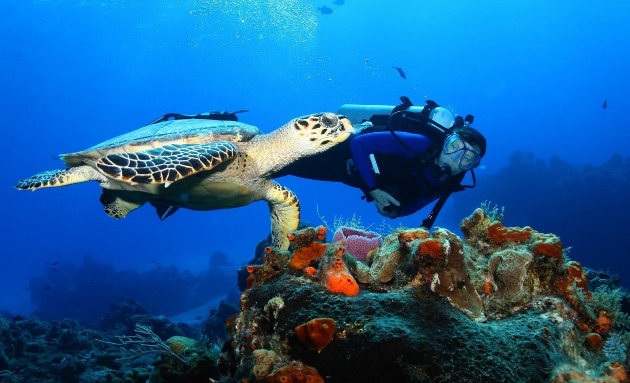 Underwater photos of diving in Curaçao Diving in Curaçao