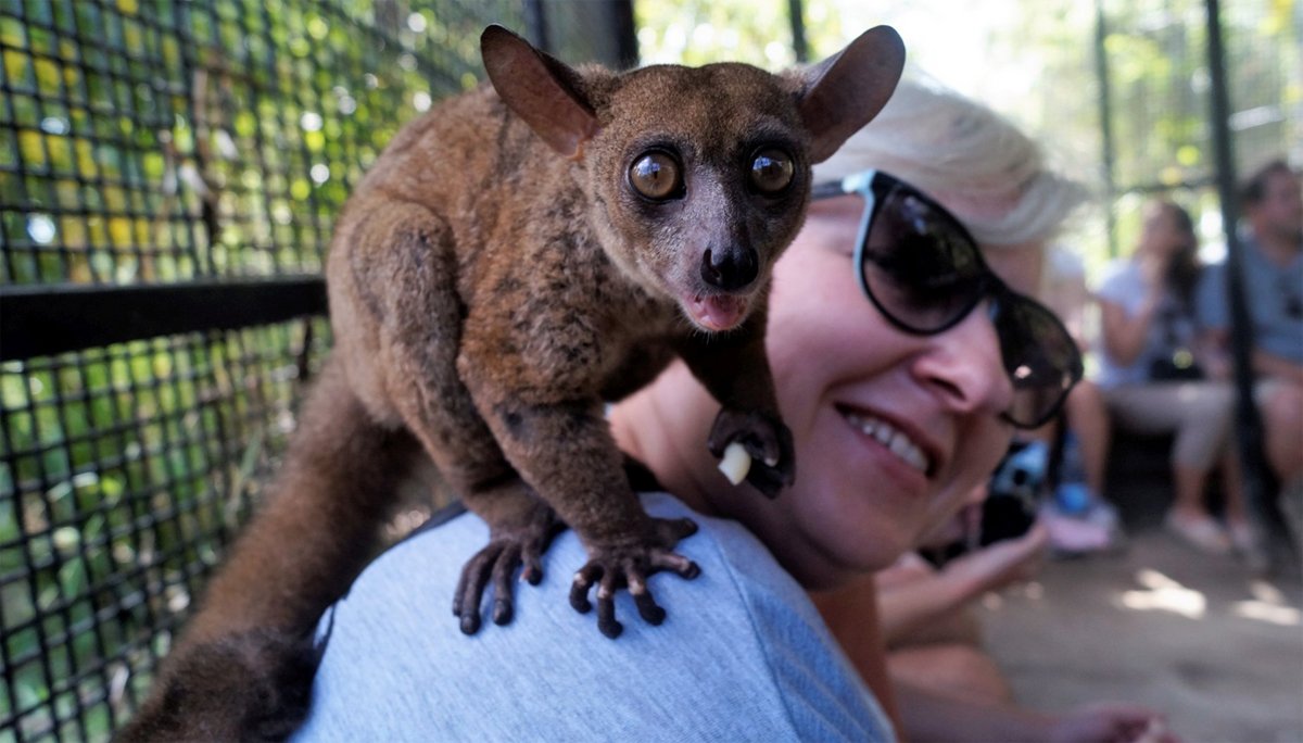 There are lemurs in the reserve