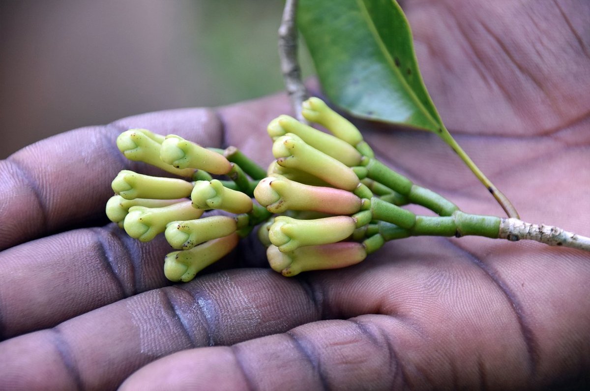 How cloves grow