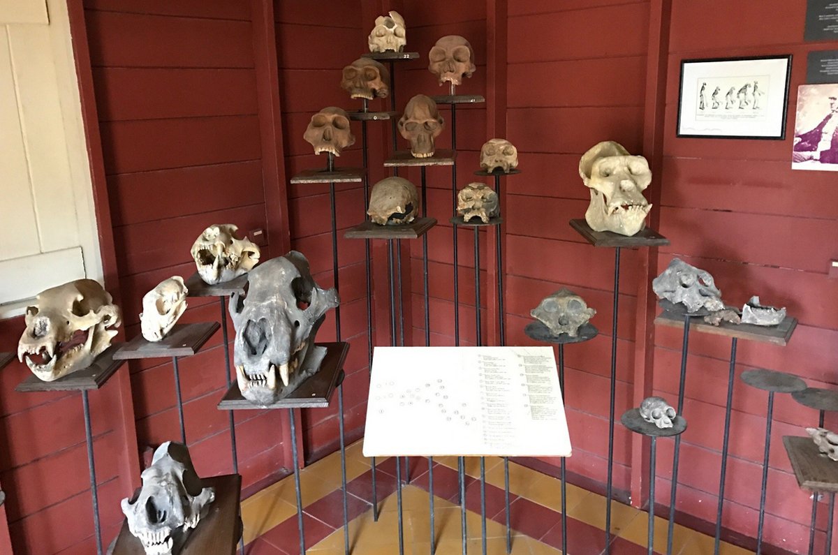 Skulls at the Kur Huland Museum Theories of human origin