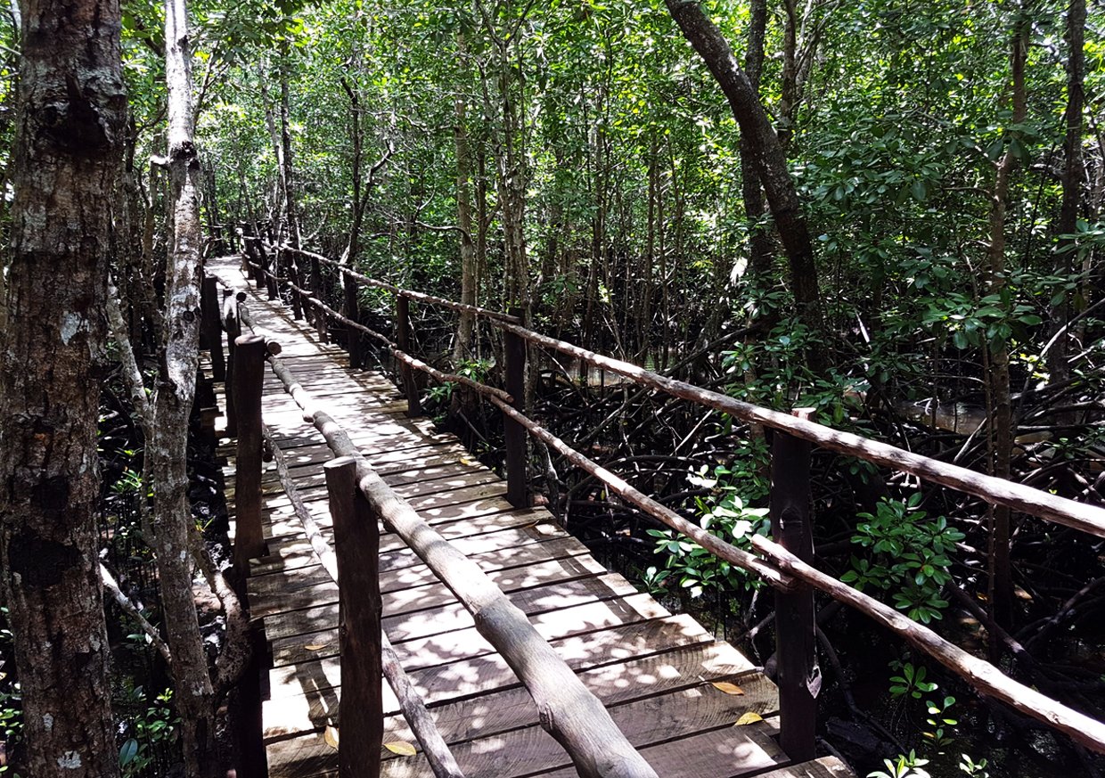 Wooden bridges in Josani Chwaka National Park