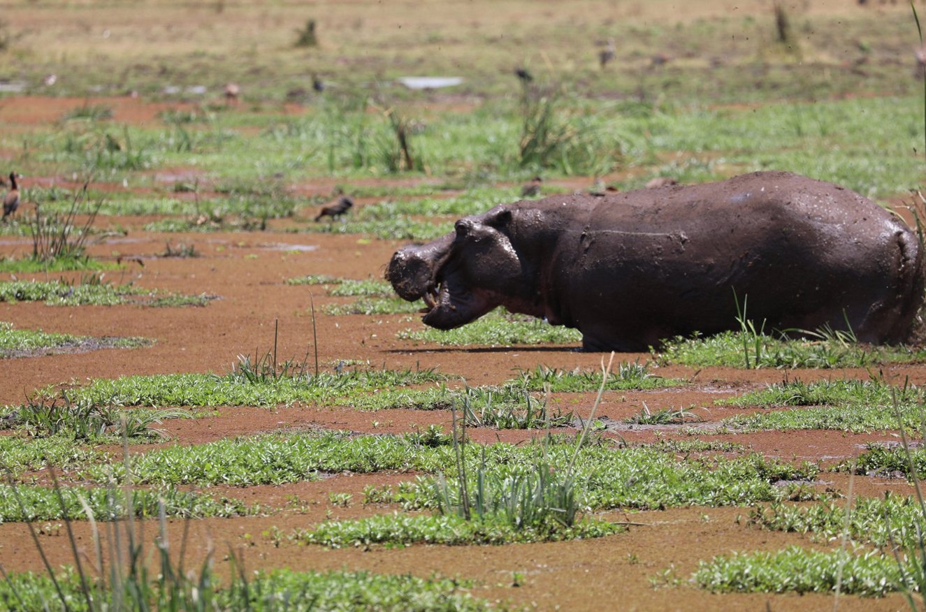 Photo of a hippopotamus in Lake Manyara National Park The Hippopotamus at Lake Manyara Park