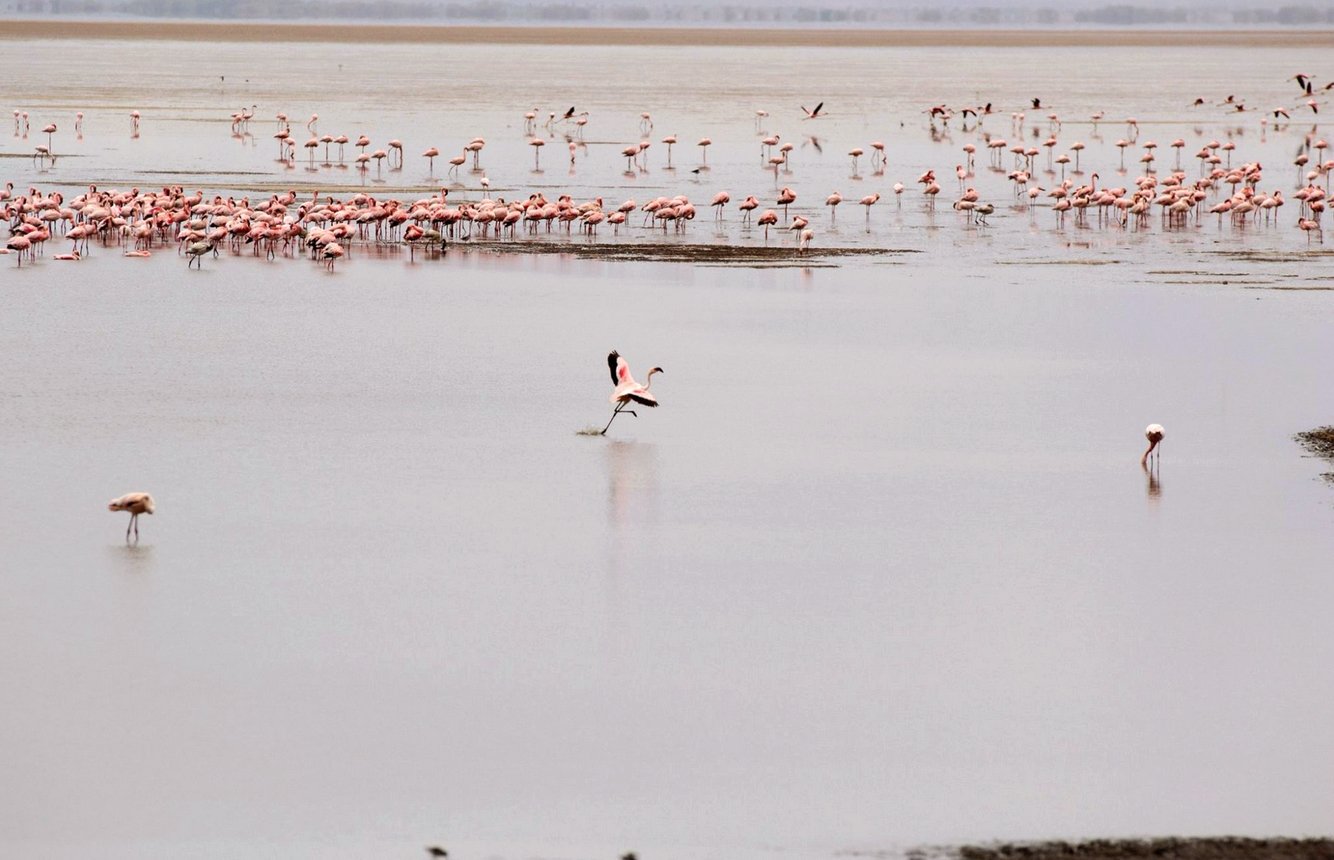 Photo of pink flamingos on Lake Maniara in Lake Maniara National Park Pink flamingo colonies