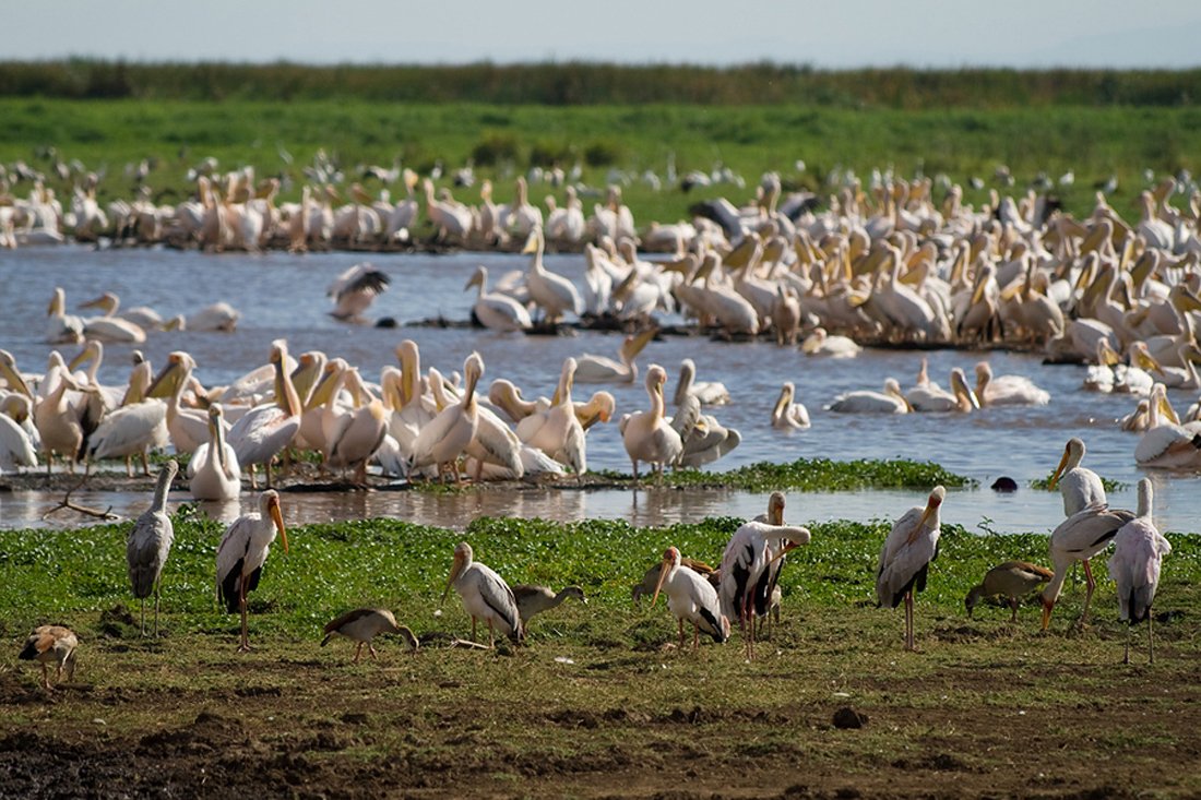 Photos of various birds on Lake Maniara in Lake Maniara Park Lake Maniara National Park