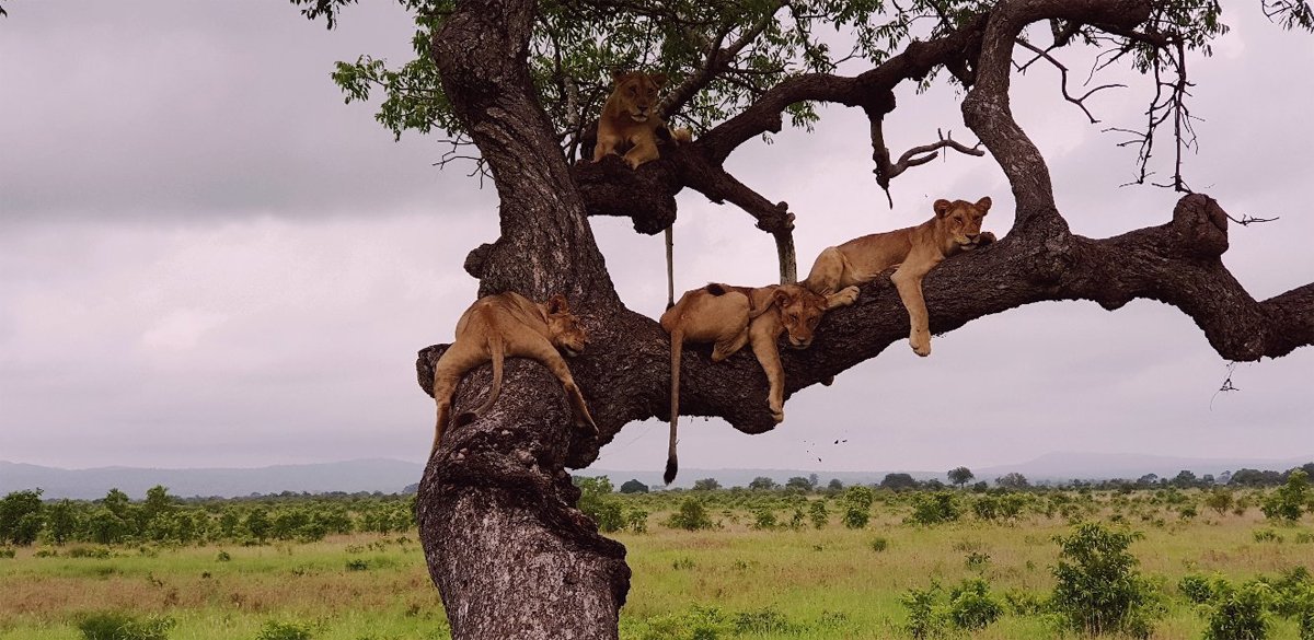 Photo of lions resting in a tree in Mikumi National Park Mikumi Park Safari