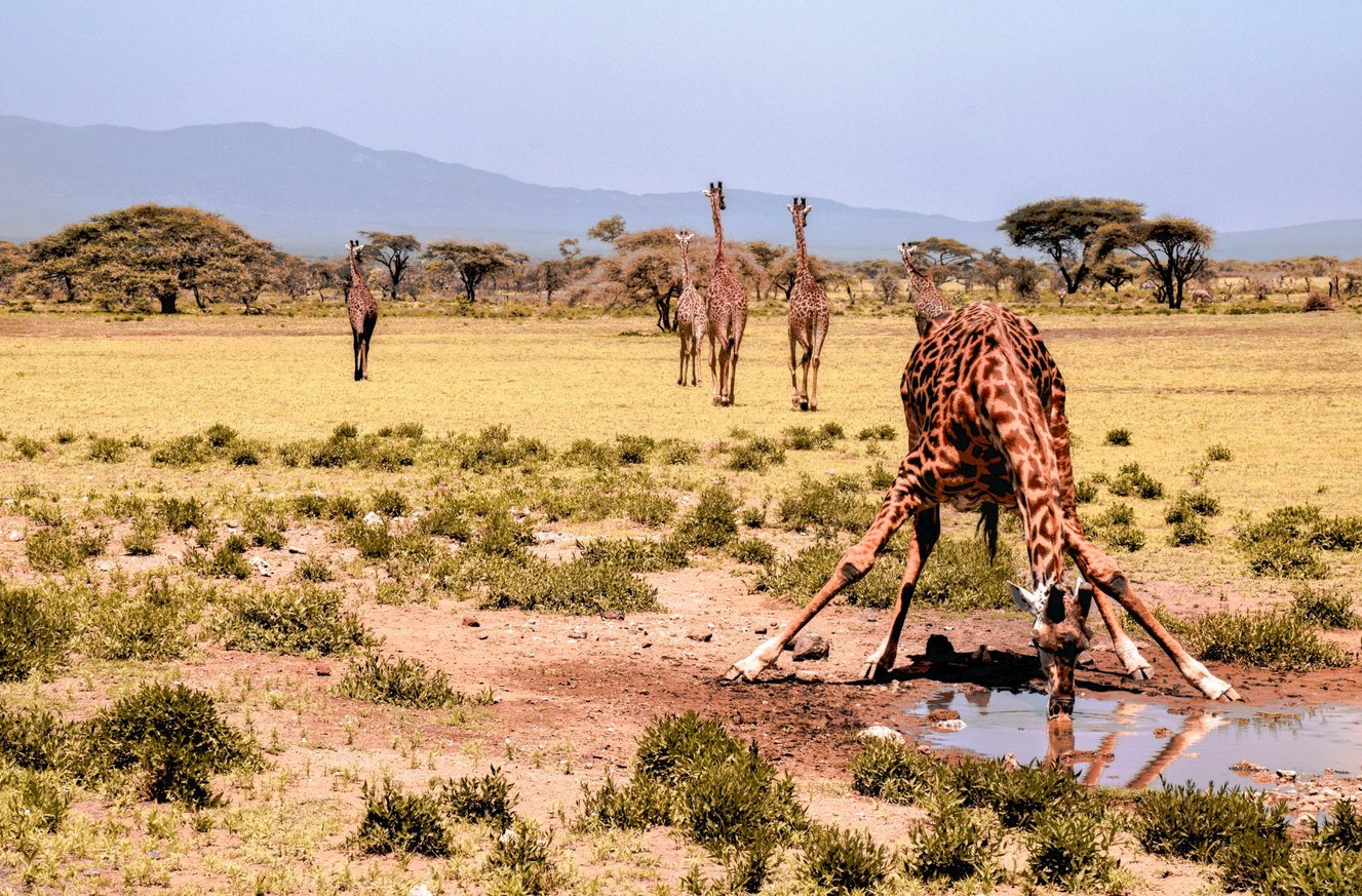 Photos of Giraffes on a Safari in the Serengeti National Park Giraffes in the Serengeti National Park