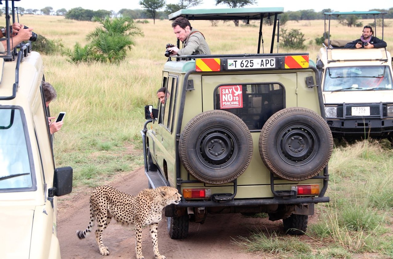 Safari in the Serengeti National Park Serengeti National Park
