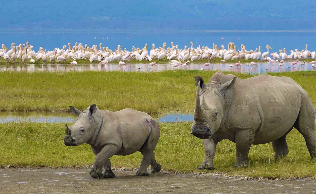 You can see rhinoceroses in the Ngorongoro Conservation Area Rhinos in the Ngorongoro Conservation Area