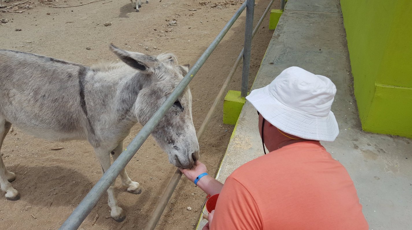 Feeding donkeys at the Aruba Donkey Sanctuary You can feed the donkeys