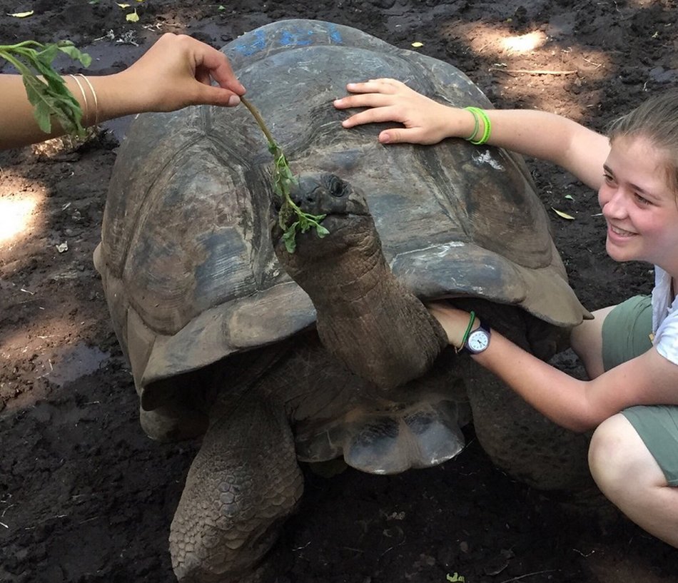 You can take photos of turtles, pet them, and feed them leaves. Turtle Island