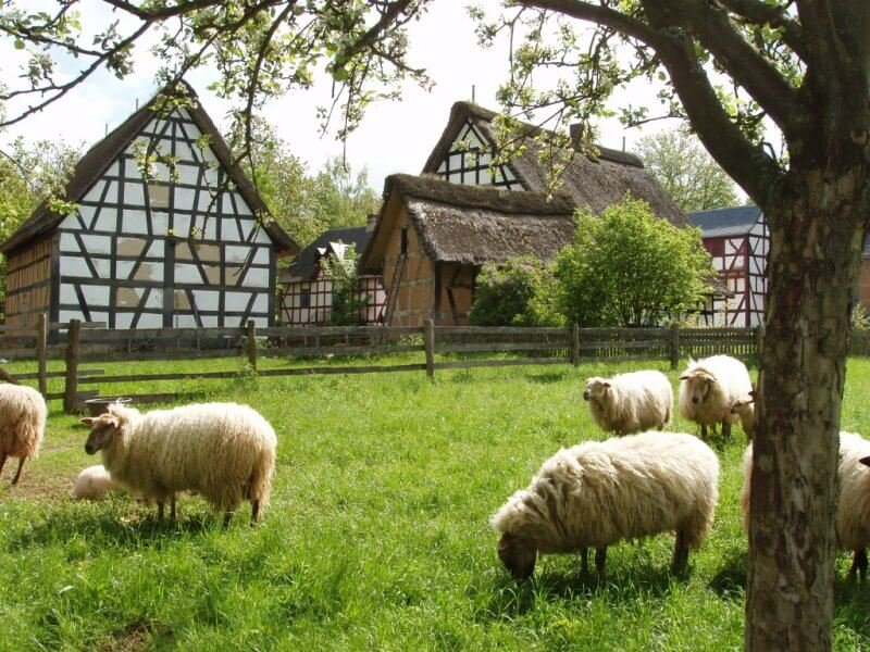 Rhenish Museum, sheep Sheep in Trier