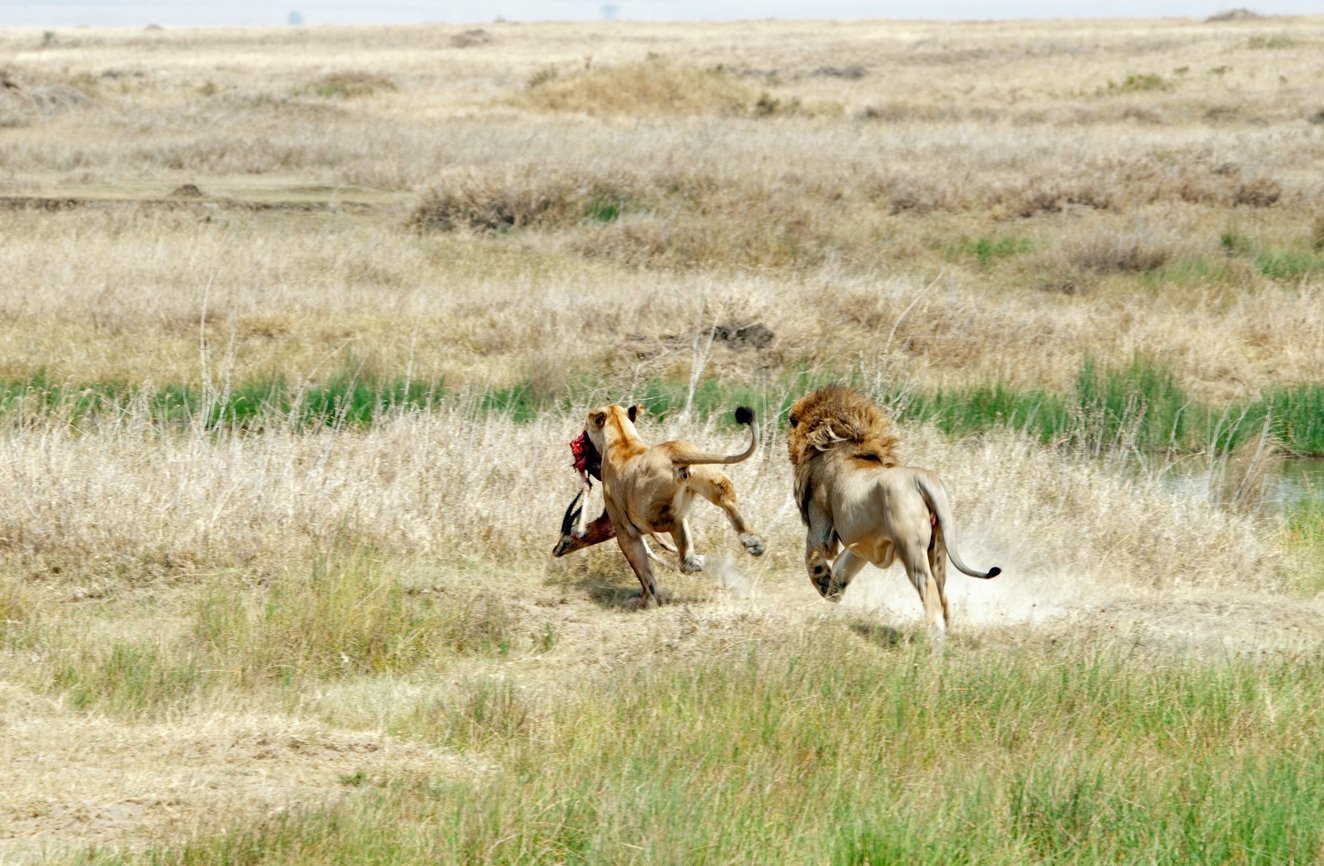 A lion chases a lioness with prey in the Serengeti National Park In the Serengeti National Park