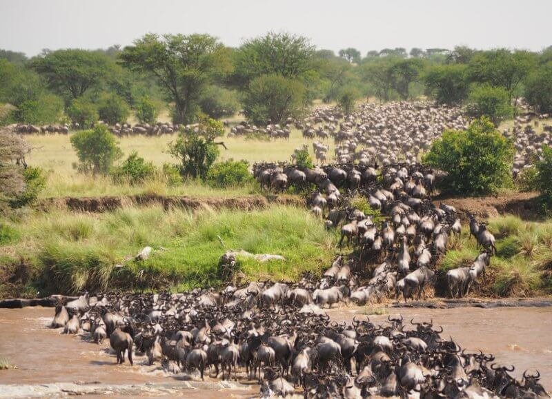Photos of Giraffes on a Safari in the Serengeti National Park Animal Migration in Tanzania's Serengeti National Park