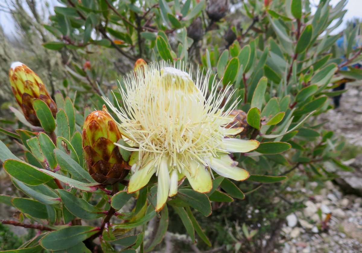 A flowering tropical plant in Tanzania's national park Flora of the Tanzania National Park