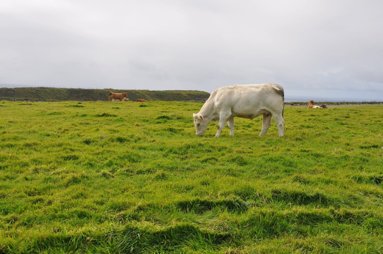 Photo of cows in a pasture, Mochere Cliff Pasture of local animals