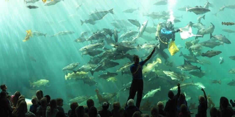 Fish in the Aquarium at the Atlantic Park in Ålesund Fish in the aquarium