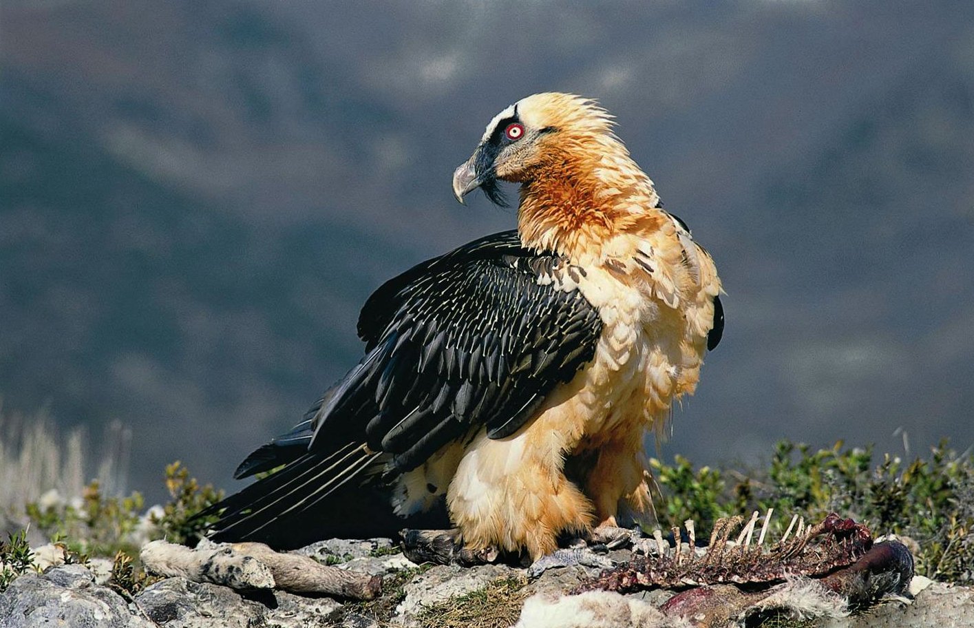 The photo shows a vulture or a bearded vulture The Griffon Vulture or the Bearded Vulture