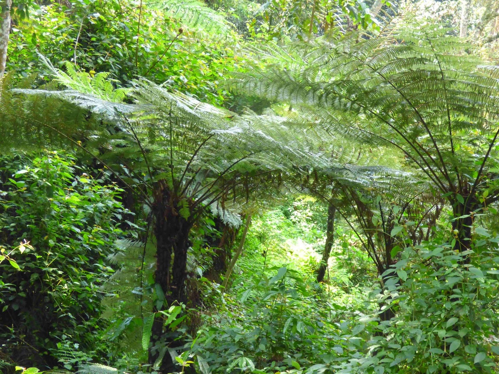There are rare tree ferns. Tree ferns