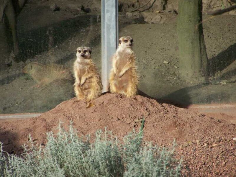 An animal in the zoo, Aachen Animal in the zoo