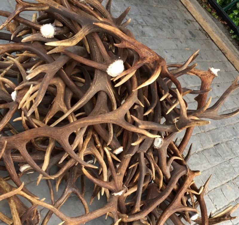 Wild animal horns cannot be exported without special documentation