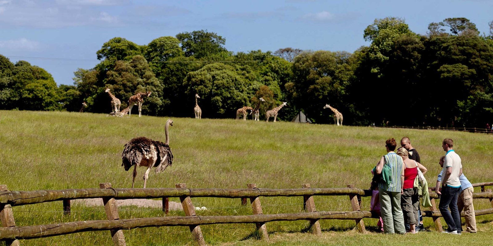 Photos of animals in the meadow of the Fota Wildlife Park Animals in the Meadow Fota Wildlife Park