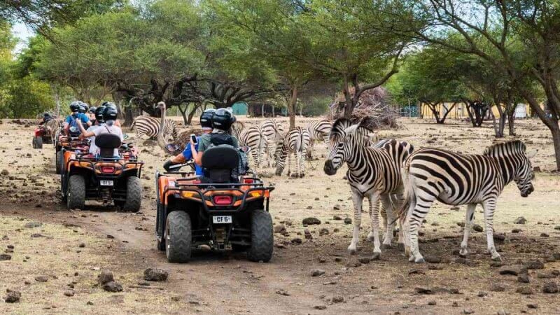 Zebras and ATV riders in Kasela Park Safari in the park