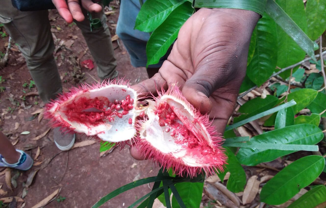 Photo of an exotic fruit in section at Tangawizi Spice Farm Exotic fruit