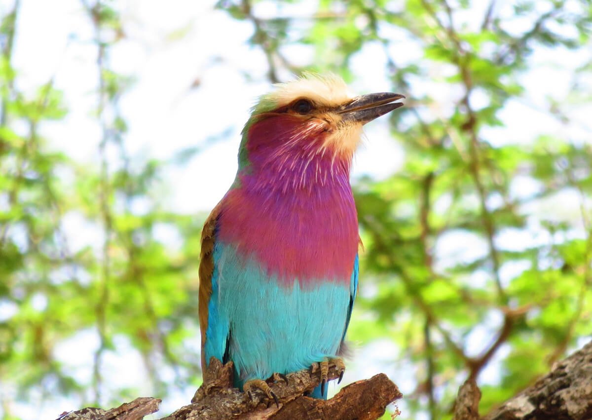 Photo of a colorful bird in Tarangire National Park Tarantigere will also be of interest to ornithologists