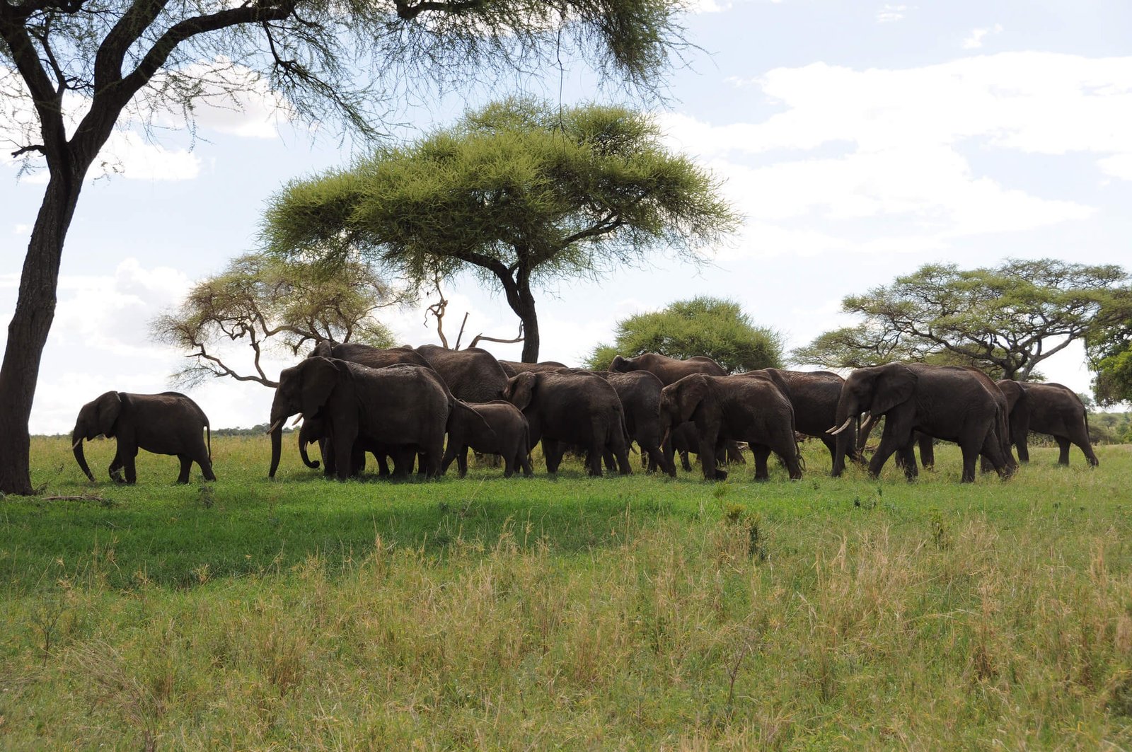 The photo shows elephants in Tarangire National Park Tarangire National Park